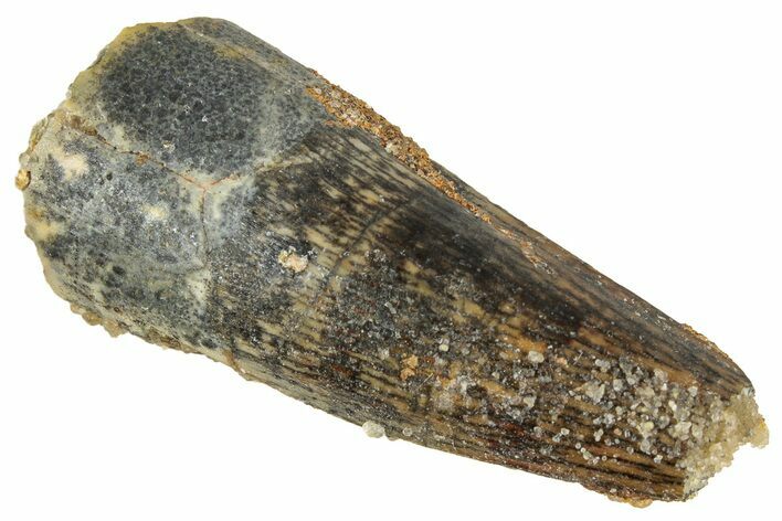 Juvenile Fossil Spinosaurus Tooth - Real Dinosaur Tooth #348683